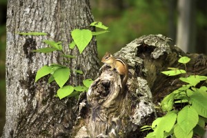 Chipmunk on tree